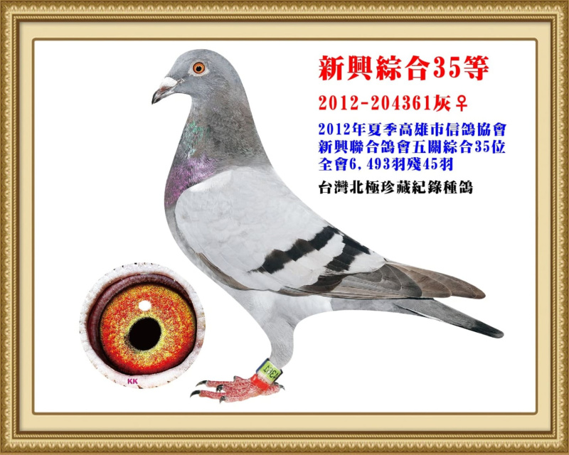 新興綜合35等 2012-204361灰母