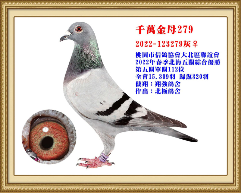 千萬金母279 2022-123279灰母