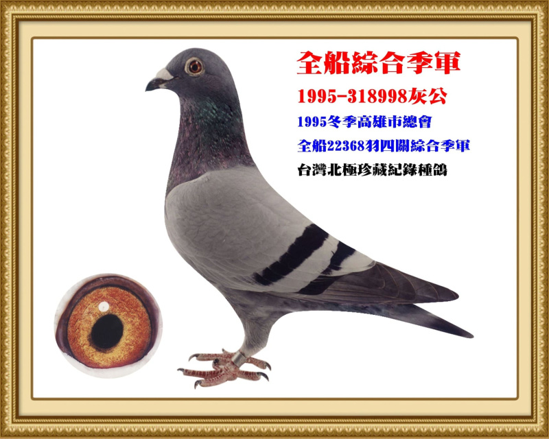 全船綜合季軍 1995-318998灰公