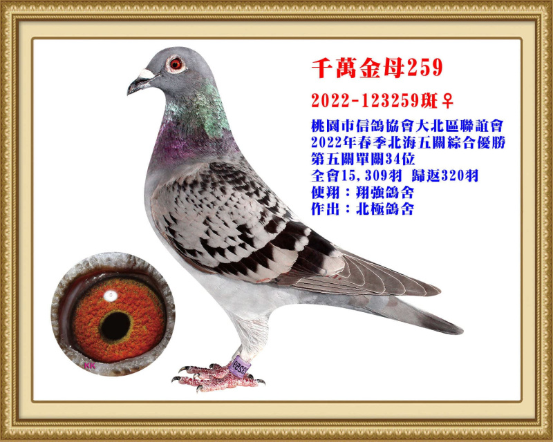 千萬金母259 2022-123259斑母