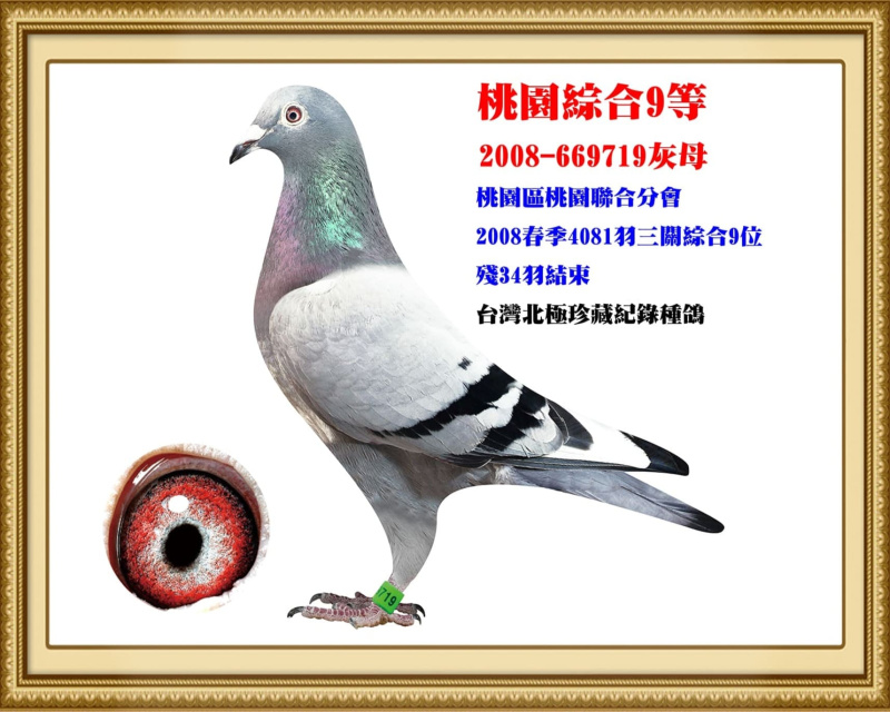 桃園綜合9等 2008-669719灰母