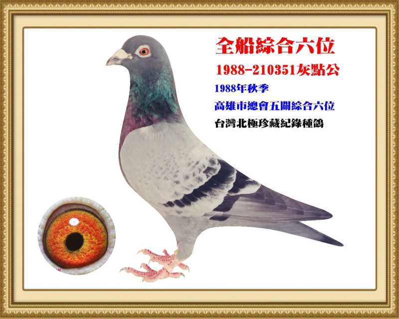 全船綜合六位 1988-210351灰點公