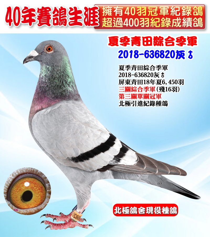 夏季青田綜合季軍 2018-636820灰♂