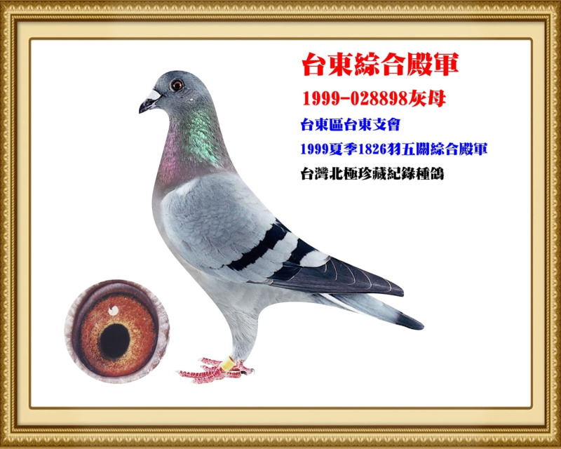 台東綜合殿軍 1999-028898灰母