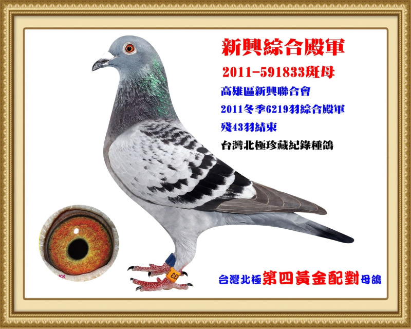 新興綜合殿軍 2011-591833斑母