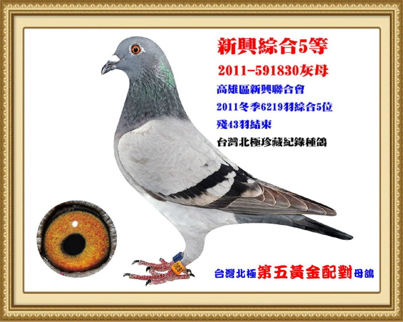 新興綜合5等 2011-591830灰母