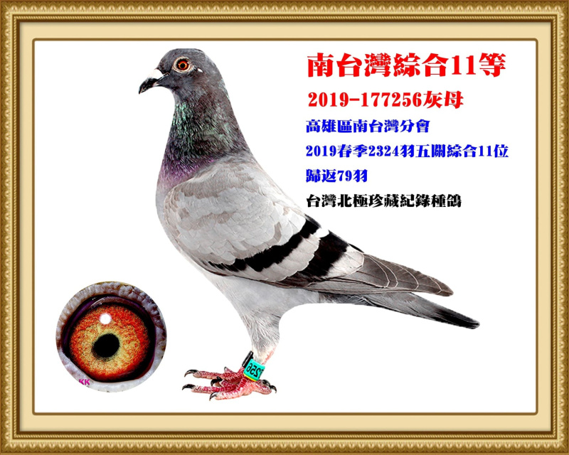 南台灣綜合11等 2019-177256灰母