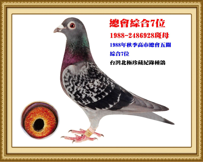 總會綜合7位 1988-2486928斑母