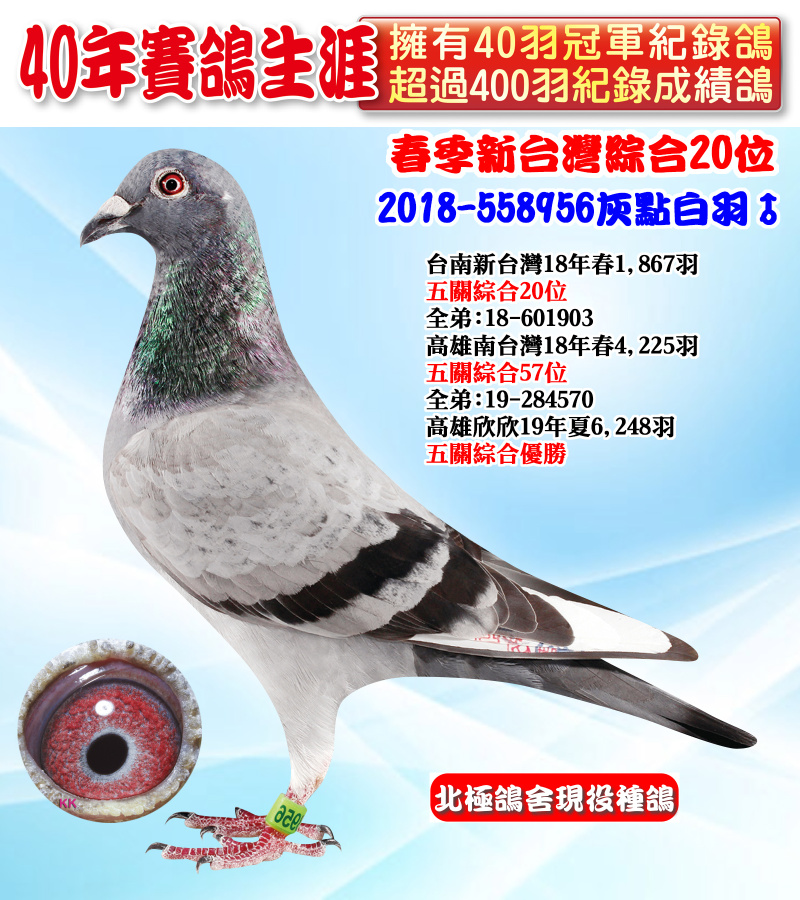 春季新台灣綜合20位 2018-558956灰點白羽♂