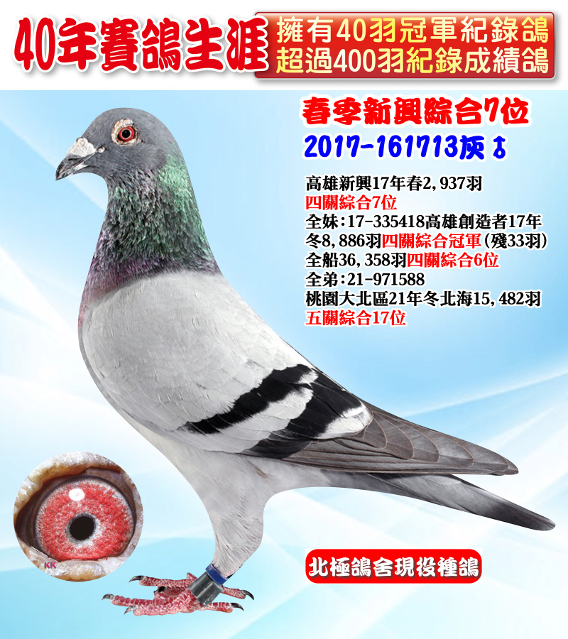 春季新興綜合7位 2017-161713灰♂