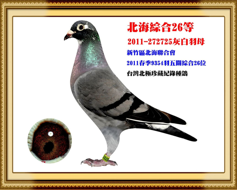 北海綜合26等 2011-272725灰白羽母