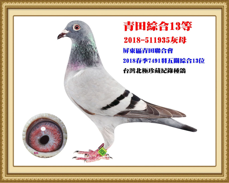 青田綜合13等 2018-511935灰母