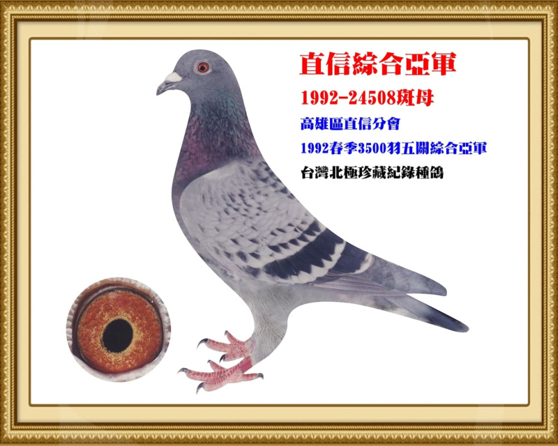 直信綜合亞軍 1992-24508斑母