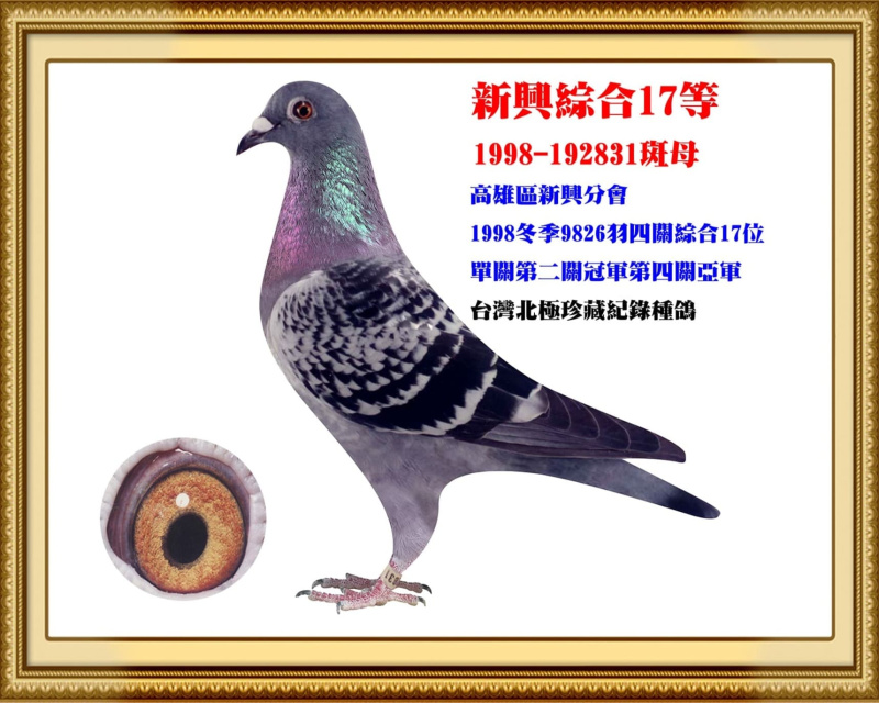 新興綜合17等 1998-192831斑母
