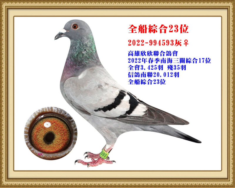 全船綜合23位 2022-994593灰母