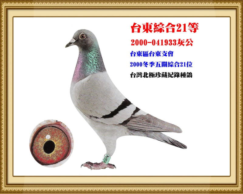台東綜合21等 2000-041933灰公