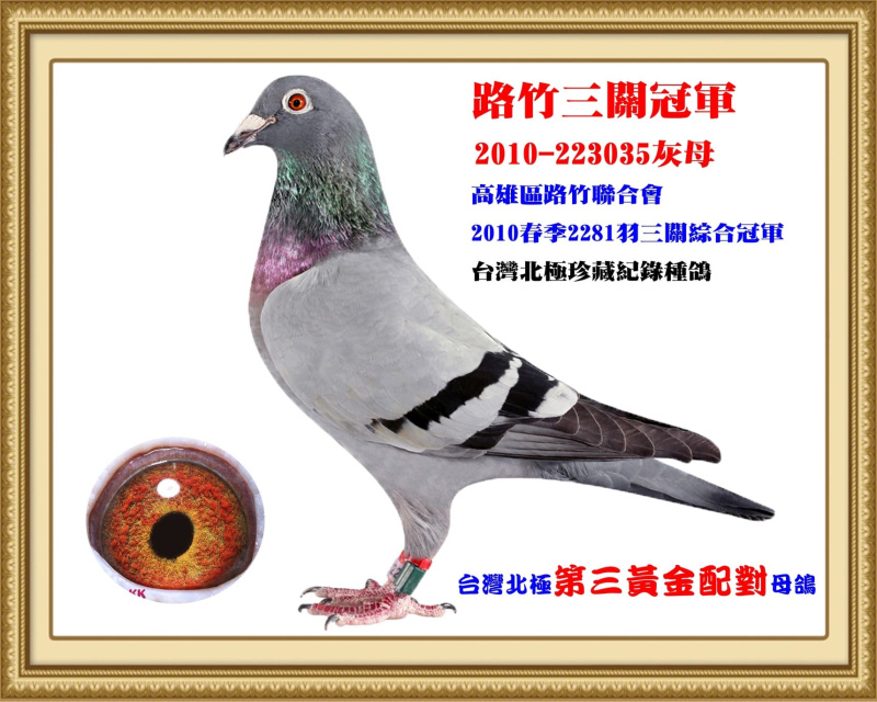 路竹三關冠軍 2010-223035灰母