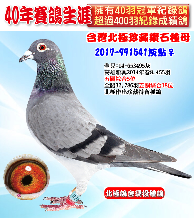 台灣北極珍藏鑽石種母 2017-991541灰點♀