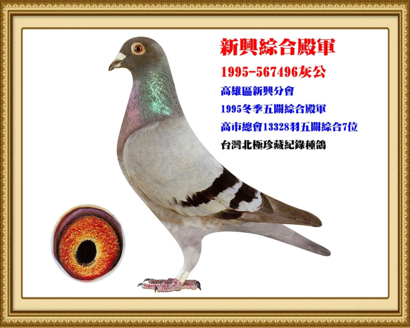 新興綜合殿軍 1995-567496灰公