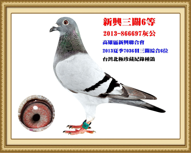 新興三關6等 2013-866697灰公