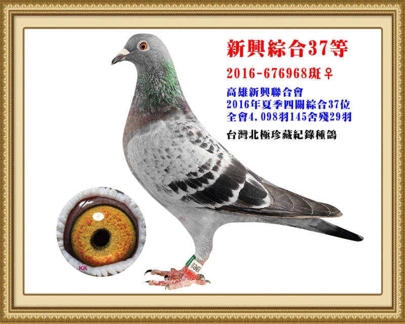 新興綜合37等 2016-676968班母