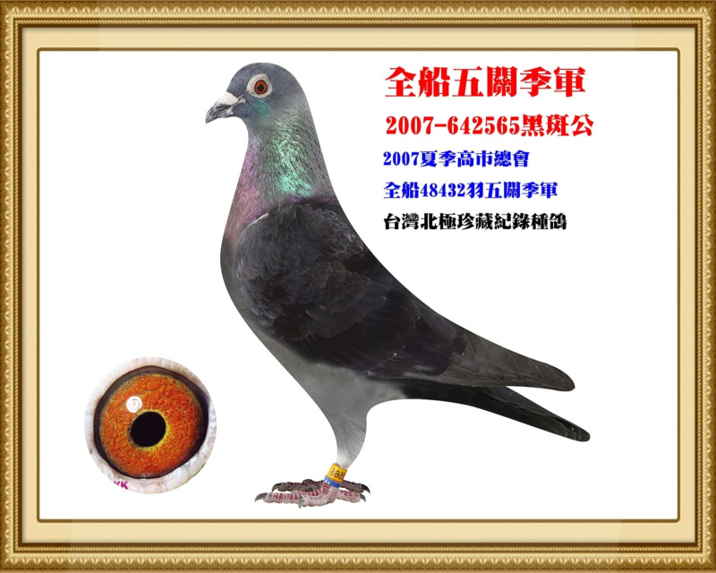 全船五關季軍 2007-642565黑斑公