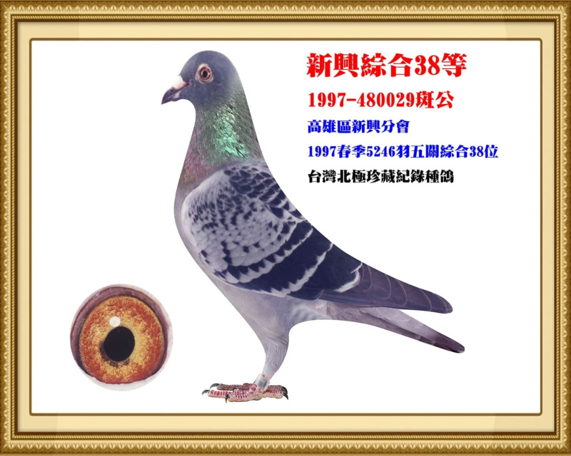 新興綜合38等 1997-480029斑公