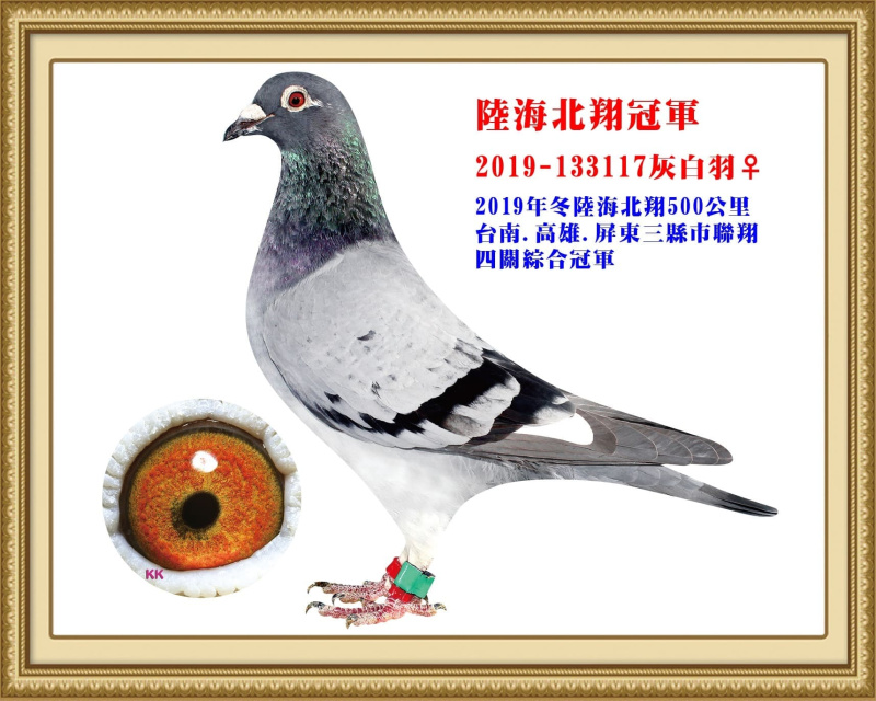 陸海北翔冠軍 2019-133117灰白羽母