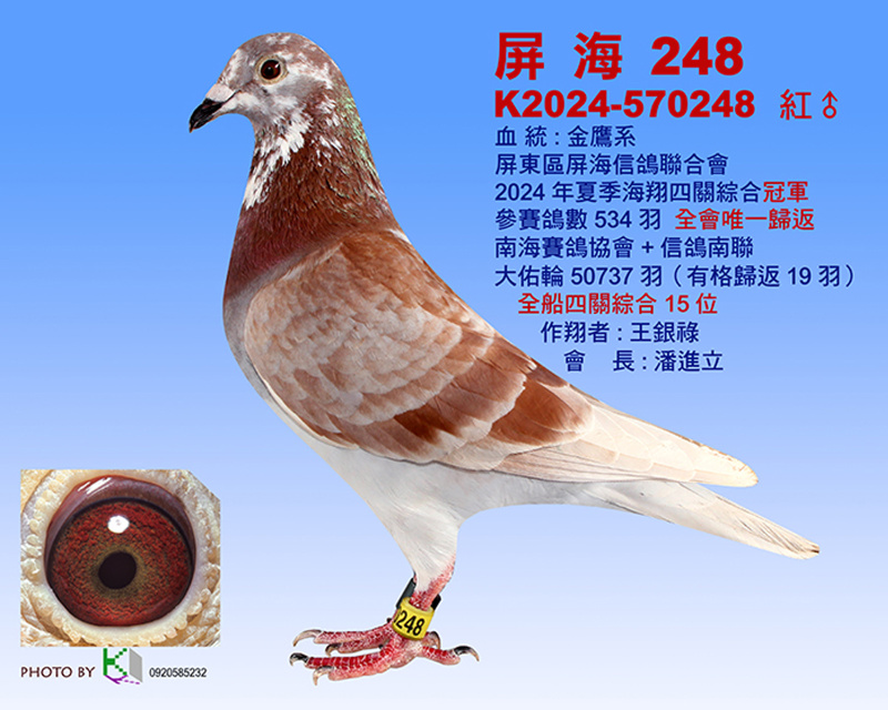 2024年南海夏季屏東區屏海信鴿聯合會四關綜合入賞鴿照-出處:Taiwan KK賽鴿網