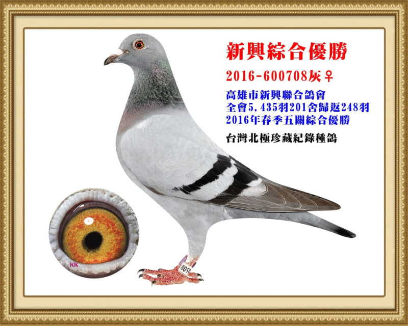 新興綜合優勝 2016-600708灰母