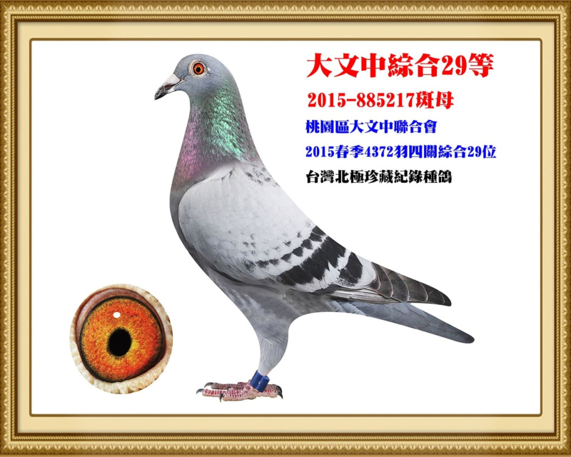 大文中綜合29等 2015-885217斑母