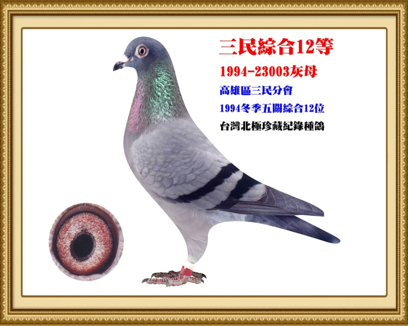 三民綜合12等 1994-23003灰母