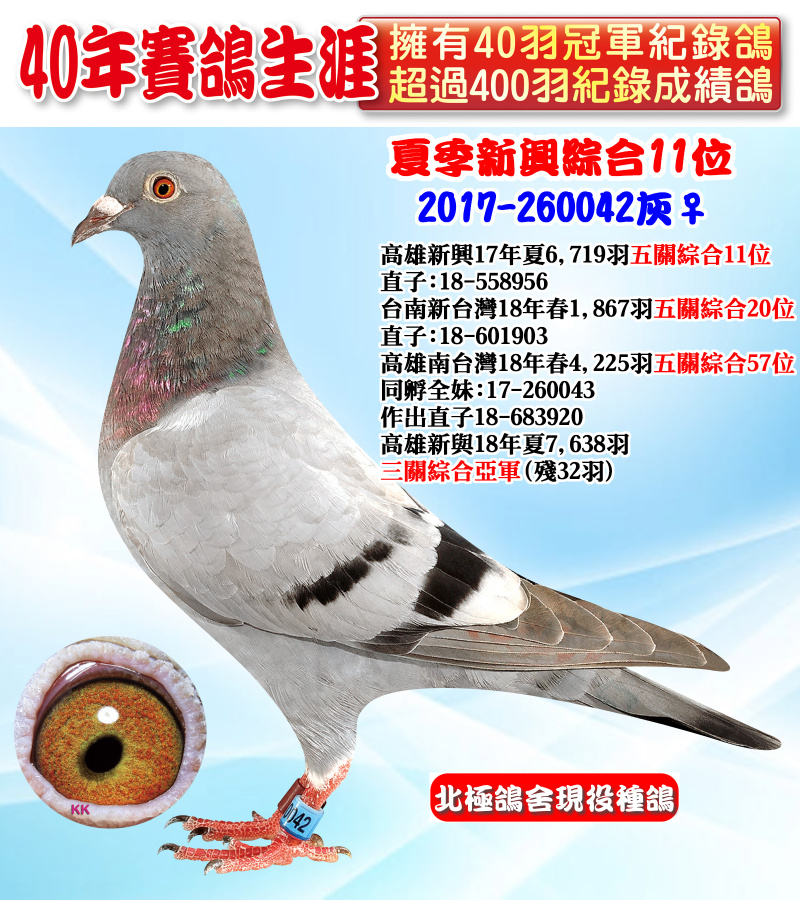 夏季新興綜合11位 2017-260042灰♀