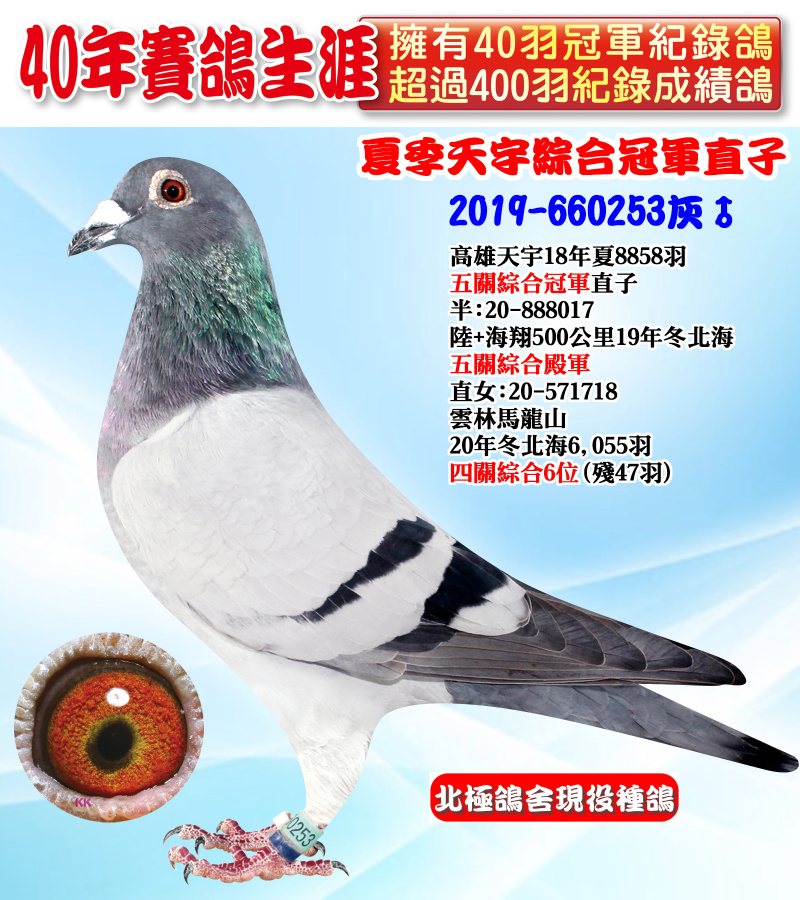 夏季天宇綜合冠軍直子 2019-660253灰♂