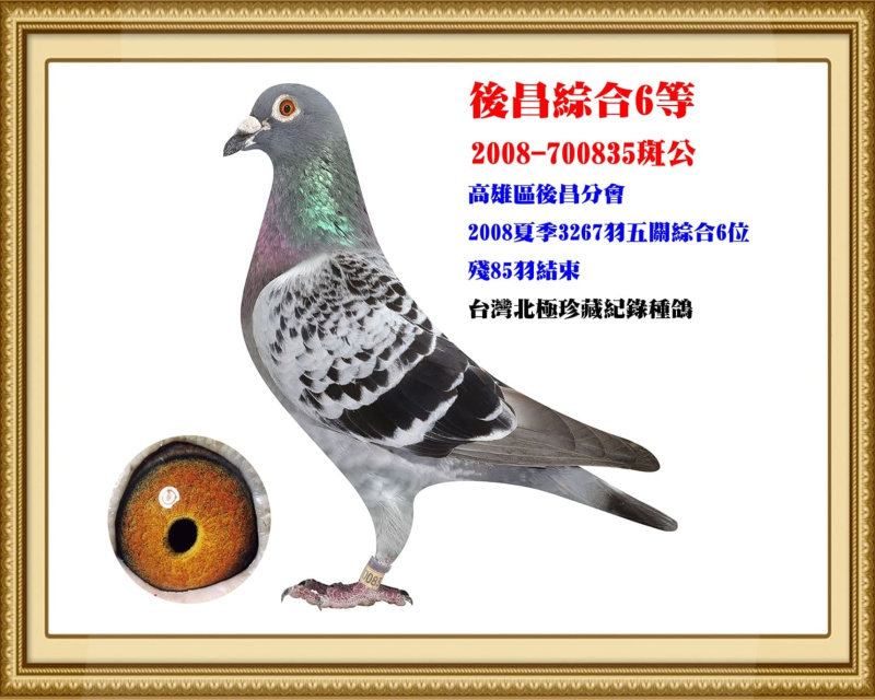 後昌綜合6等 2008-700835斑公