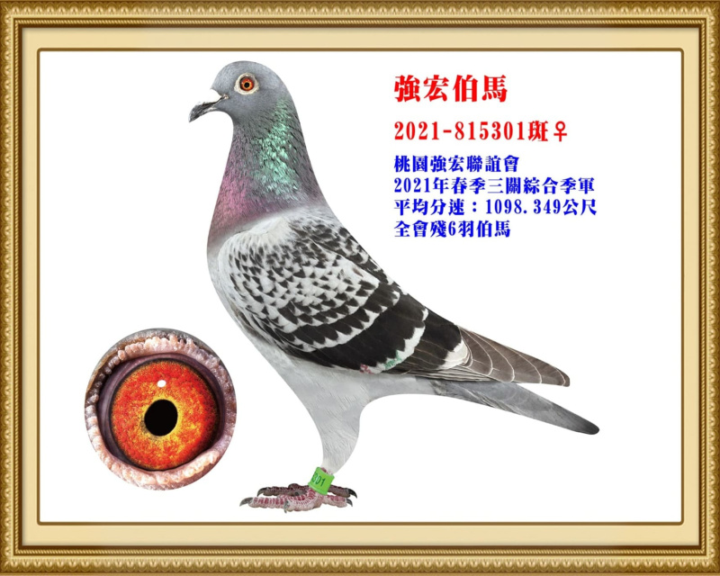 強宏伯馬 2021-815301斑母