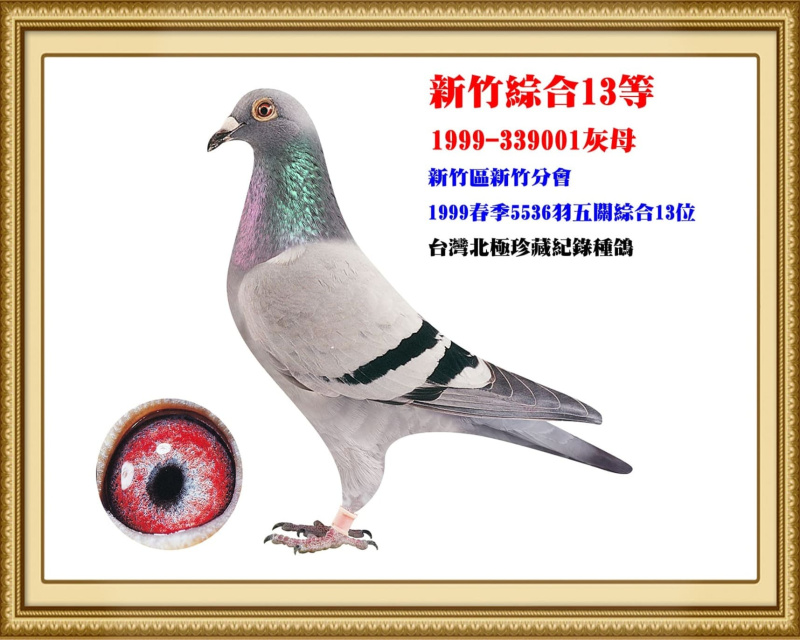 新竹綜合13等 1999-339001灰母