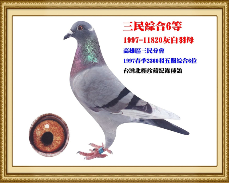 三民綜合6等 1997-11820灰白羽母