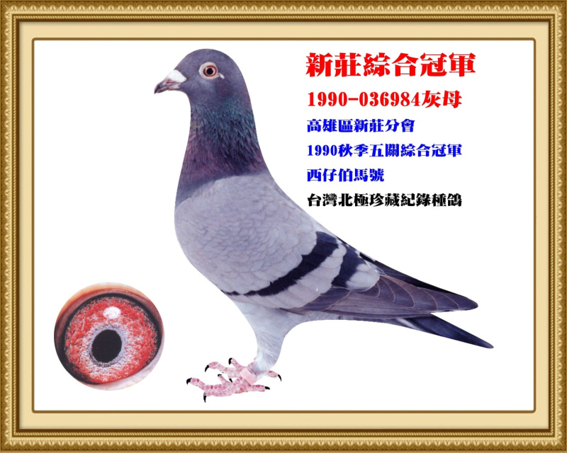 新莊綜合冠軍 1990-036984灰母