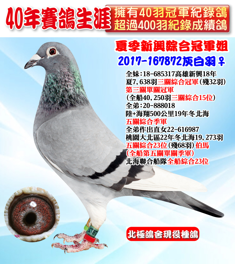 夏季新興綜合冠軍姐 2017-167872灰白羽♀