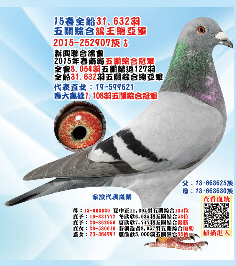 15春全船31,632羽五關綜合鴿王總亞軍