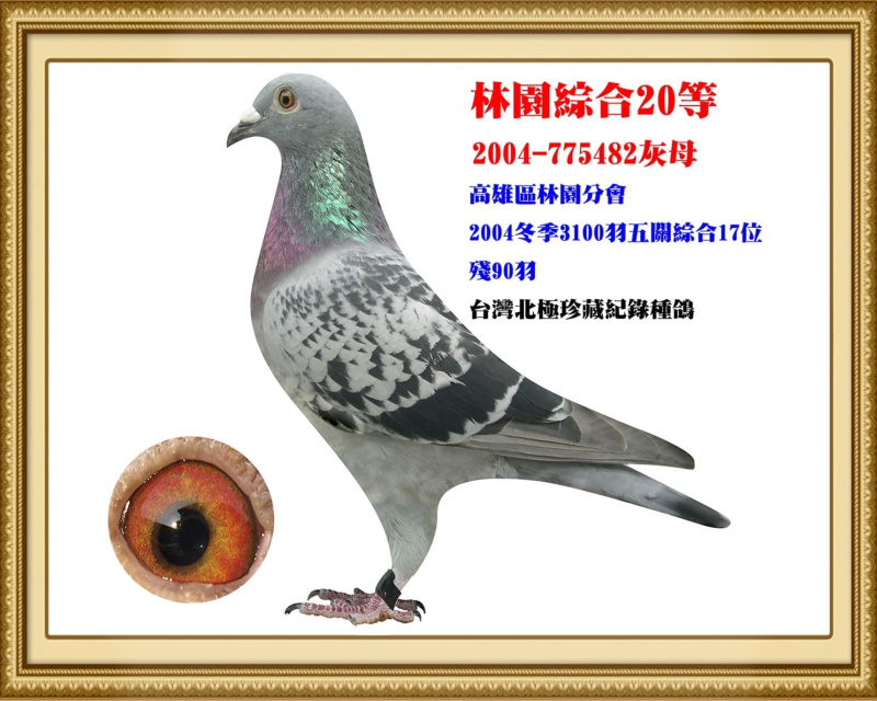 林園綜合20等 2004-775482灰母