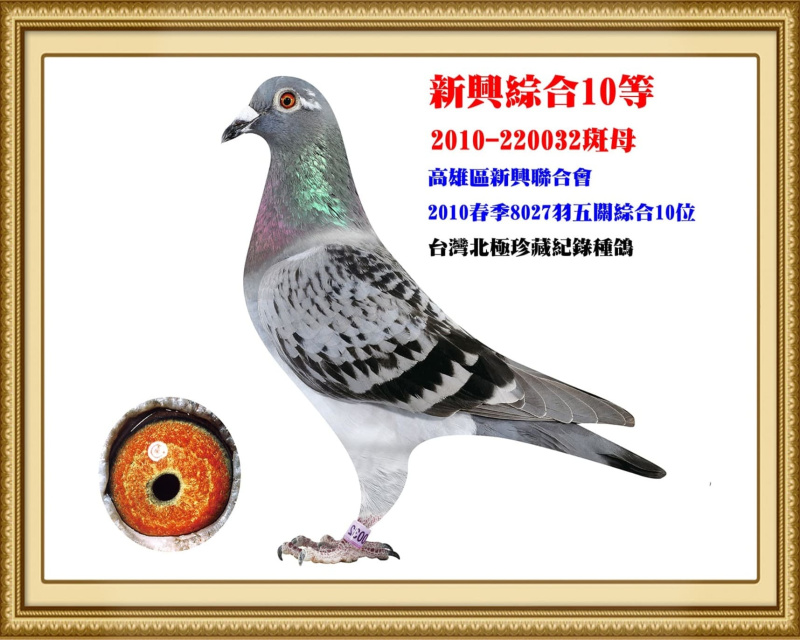 新興綜合10等 2010-220032斑母