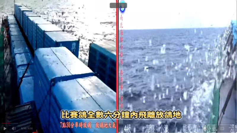 2026年南海春季競翔【會訓五】02/15(日)上午7:30放鴿