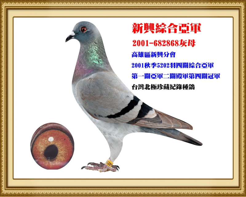新興綜合亞軍 2001-682868灰母