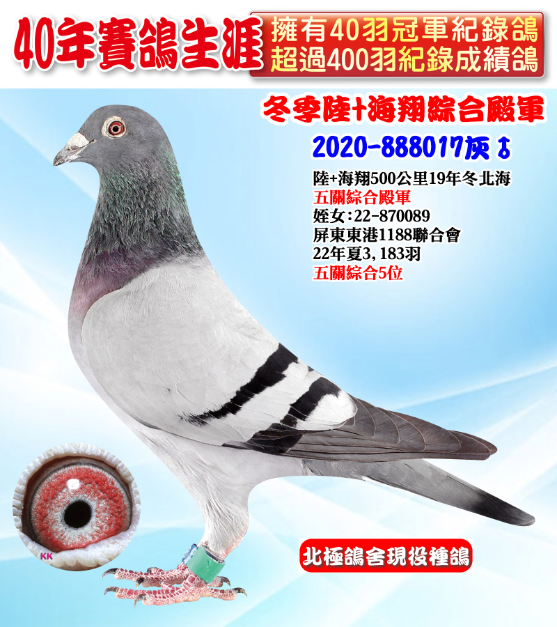冬季陸+海翔綜合殿軍 2020-888017灰♂