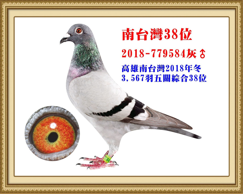 南台灣38位 2018-779584灰