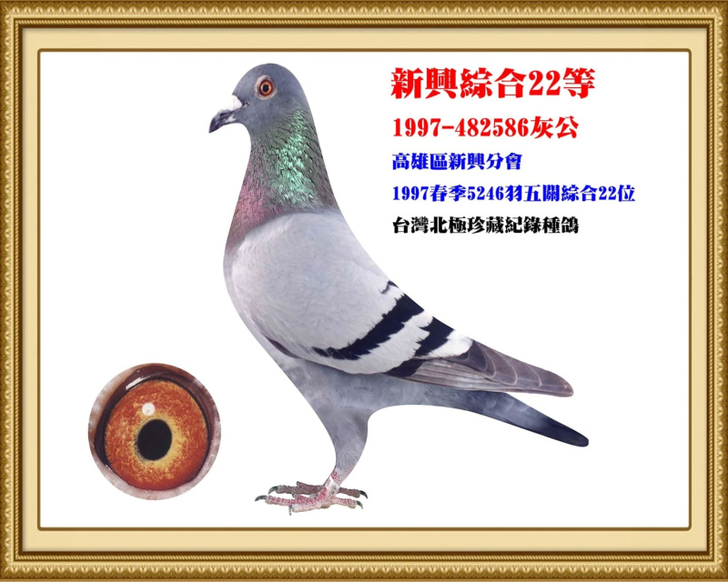新興綜合22等 1997-482586灰公