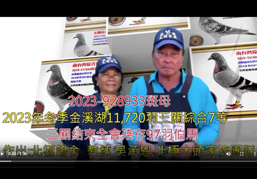 2023-928933斑母，2023年冬季金溪湖11，720羽三關鴿王7等，三關結束全會殘存97羽伯馬。作出：北極鴿舍。
