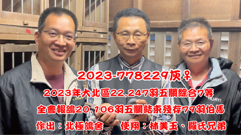 2023-778229灰母，2023年冬季大北區22，247羽五關鴿王7等，全會報鴿20，106羽，五關結束殘存79羽伯